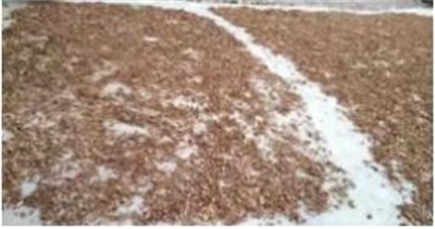 国宝级中医——夏孔彪