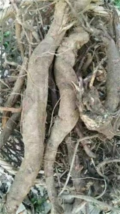 国宝级中医——夏孔彪